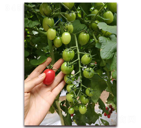 ����75̖(h��o)-���ҷ��ѷN��-���i