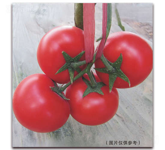 ����515-��t���ѷN��-���i