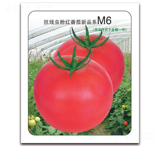 ����M6-�ۼt���ѷN��-���i