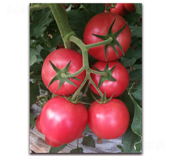 ����ʥ�ȁ�04-�ۼt���ѷN��-���i