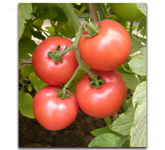 ����M5038-���ѷN��-���i