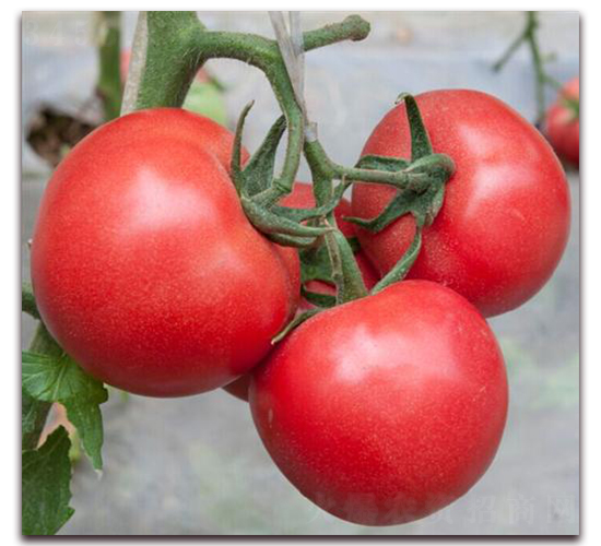 ����۶�-���ѷN��-���i