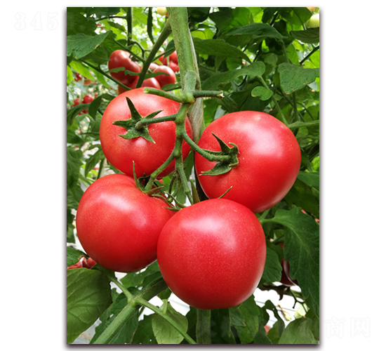 ����261-���ѷN��-���i