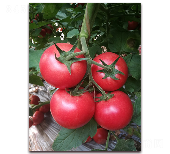 ����322-���ѷN��-���i