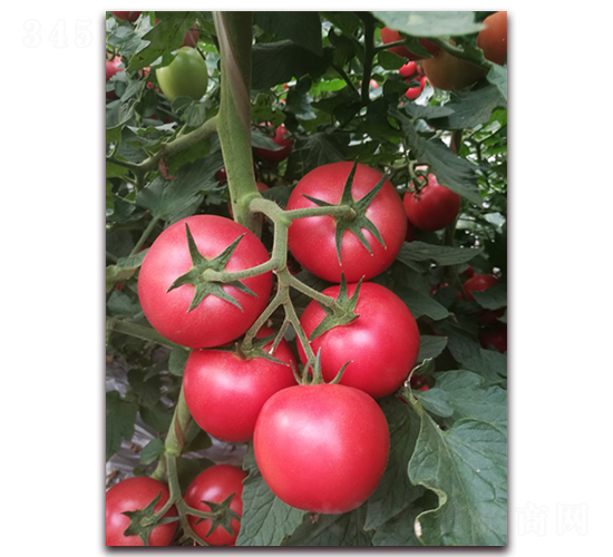 ����1198-���ѷN��-���i