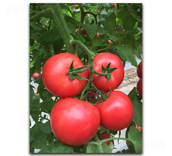 ����1186-���ѷN��-���i