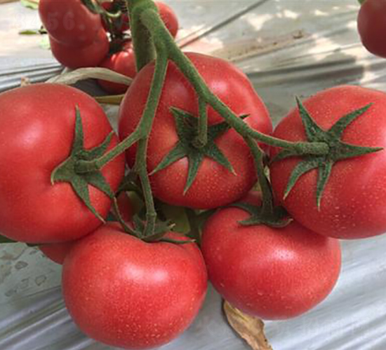 ����951-���ѷN��-���i