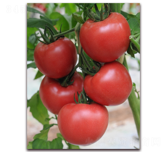 ����9̖-���ѷN��-���i