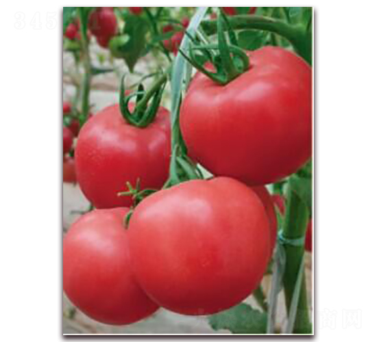 ����8̖-���ѷN��-���i