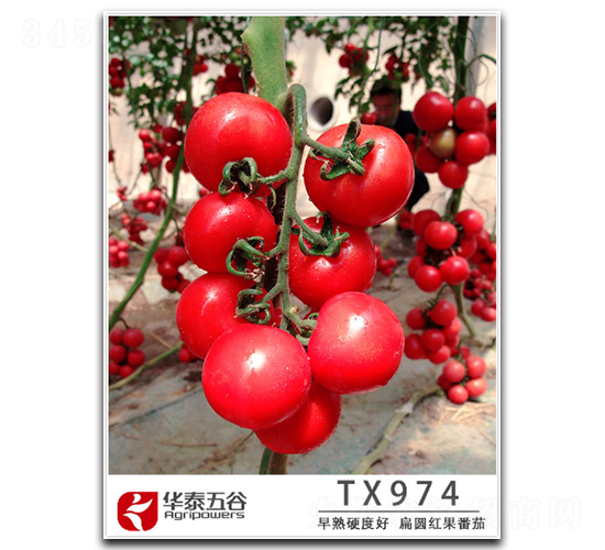 TX974-���ѷN��-�A̩���