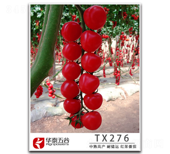 TX276-���ѷN��-�A̩���