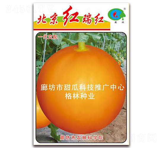 �����t��t-��ϷN��-��(��i)��N�I(y��)