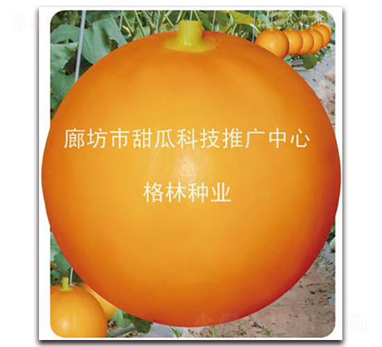 �t��-��ϷN��-����N�I(y��)