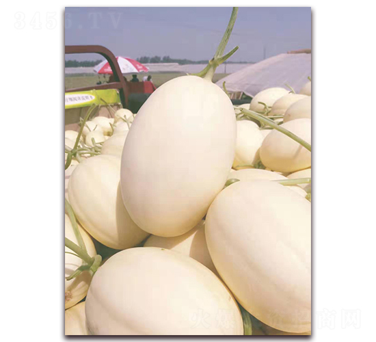 �|����-��ϷN��-����N�I(y��)