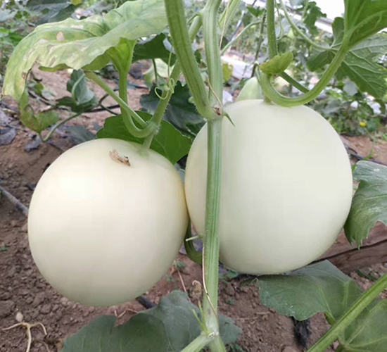 ����115-��ϷN��-��(��i)��N�I(y��)