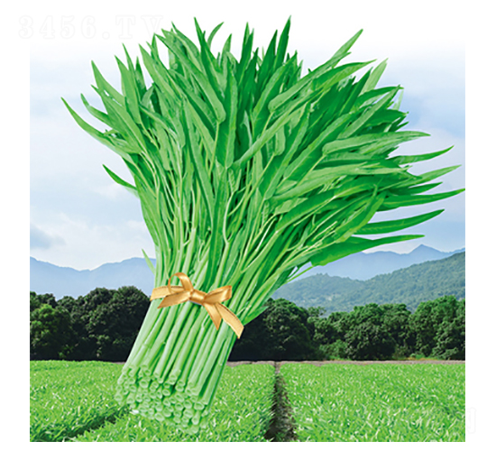 ����_�����~���Ĳ�-���Ĳ˷N��-����