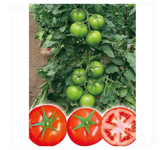 ���o(j��)�t555-���ѷN��-����