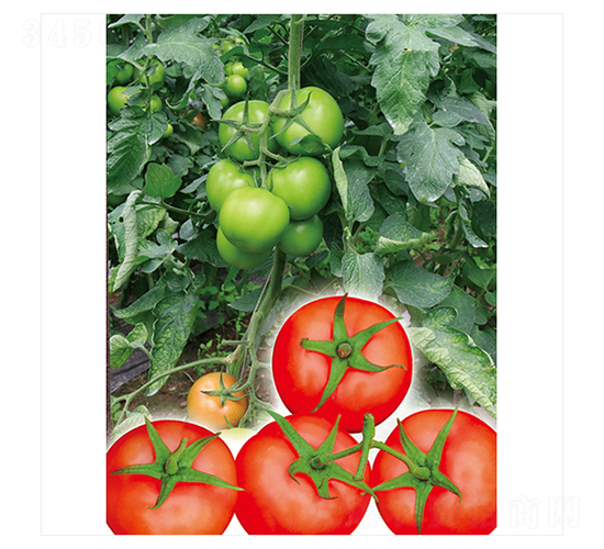 �P��617-���ѷN��-����