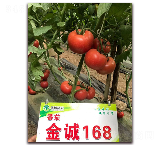 ���\168-���ѷN��-���\���r(n��ng)