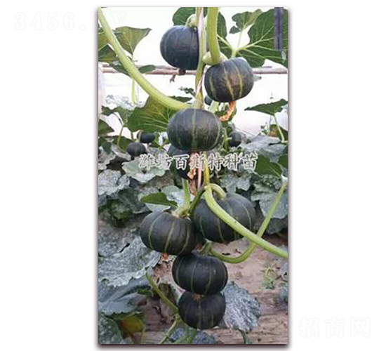 ��ؐ�����Ϲ�-�ϹϷN��-��˹��