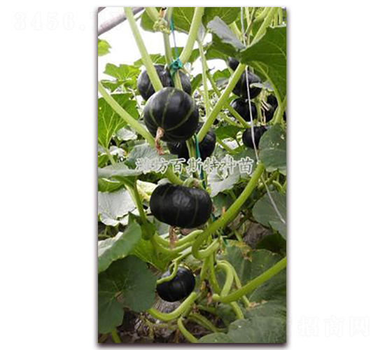 ��ͯ�����Ϲ�-�ϹϷN��-��˹��