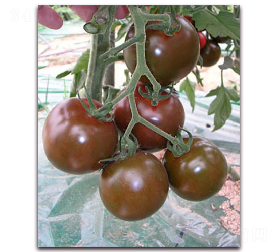 ����100-���ѷN��-��˹��