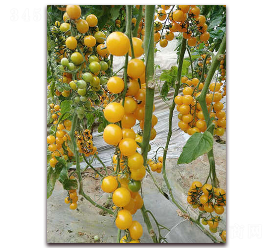 ������-���ѷN��-��˹��