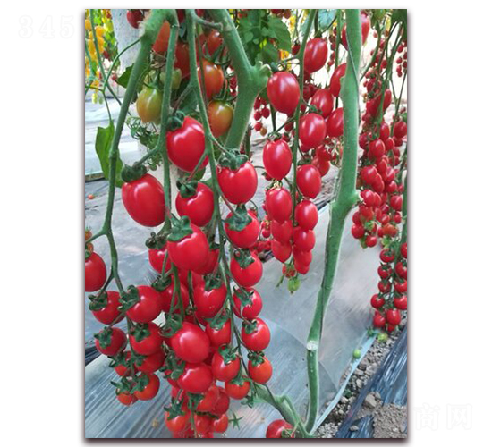 ��ɽ����-���ѷN��-��˹��