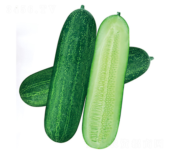 �G��ʿ��̖-���ϷN��-����