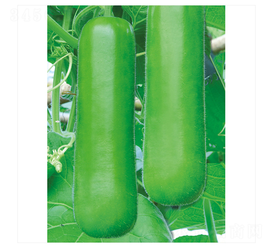 ��ư��̖-�ѹϷN��-����