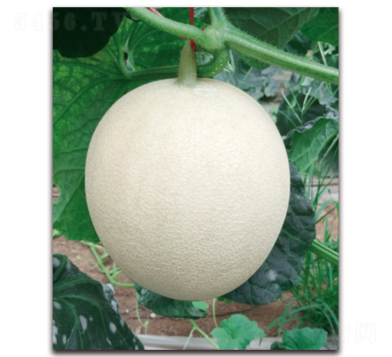 �����ȾW(w��ng)�y���-��ϷN��-��˹��