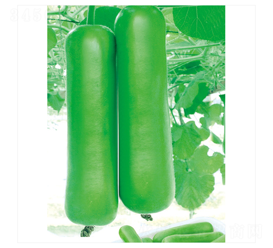 ��ư��̖-�ѹϷN��-����