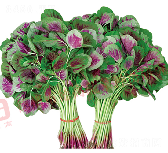 �¸�9̖(h��o)-�{�˷N��-�¸�