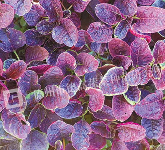 �¸�17̖-�{�˷N��-�¸�