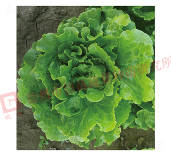 �¸����������-���˷N��-�¸�