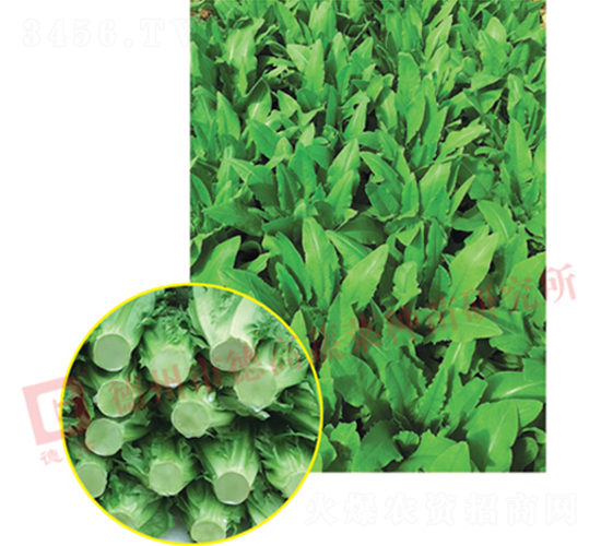 �G�����-�����˷N��-�¸�