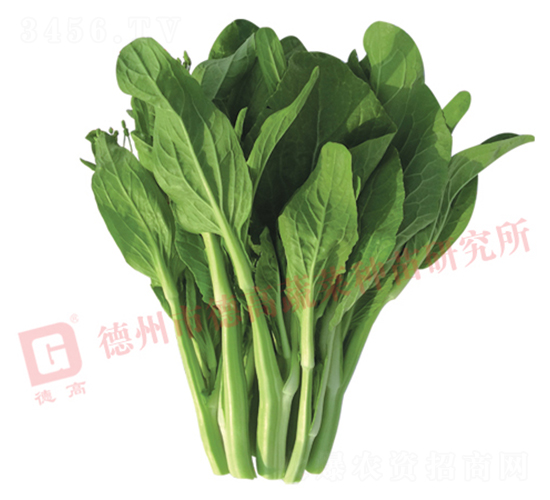 �¸�2099-��޷�N��-�¸�