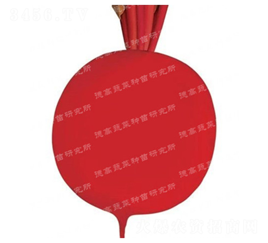 �t���-�tƤ�}���N��-�¸�