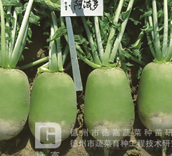 �����}-�S�GƤ�}���N��-�¸�