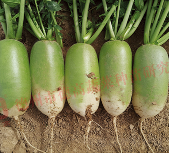 RS53-�S�GƤ�}���N��-�¸�