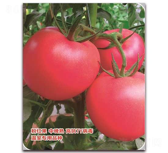 ����-���ѷN��-���S�N�I(y��)