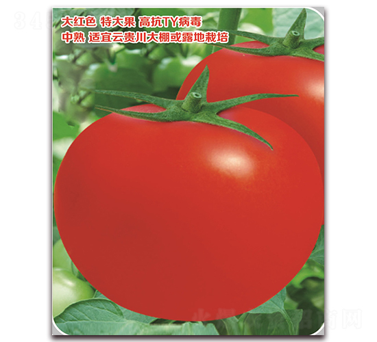 �t��-���ѷN��-���S�N�I(y��)