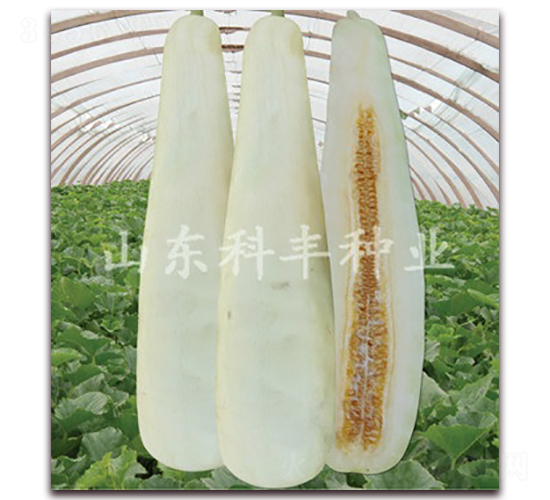 ������-��ϷN��-���S�N�I(y��)