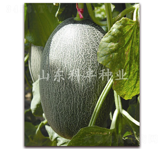 ɽ����ʮ��̖-��ϷN��-���S�N�I(y��)