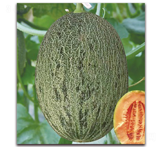 ɽ���۶�ʮ��̖-��ϷN��-���S�N�I(y��)