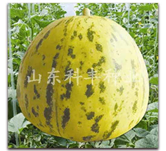 ���X��-��ϷN��-���S�N�I(y��)