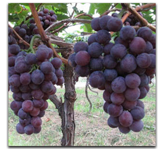 ��ī����-���ѷN��