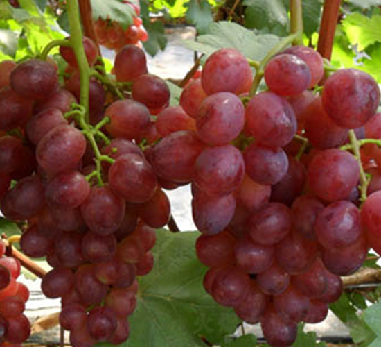 �t����������-���ѷN��