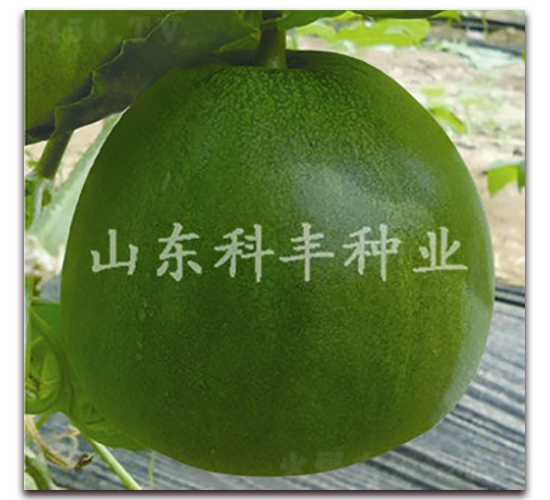 ������-��ϷN��-���S�N�I(y��)