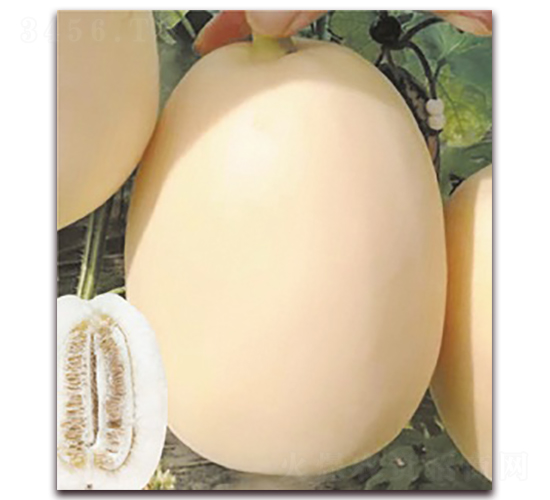 ɽ������̖(h��o)-��ϷN��-���S�N�I(y��)